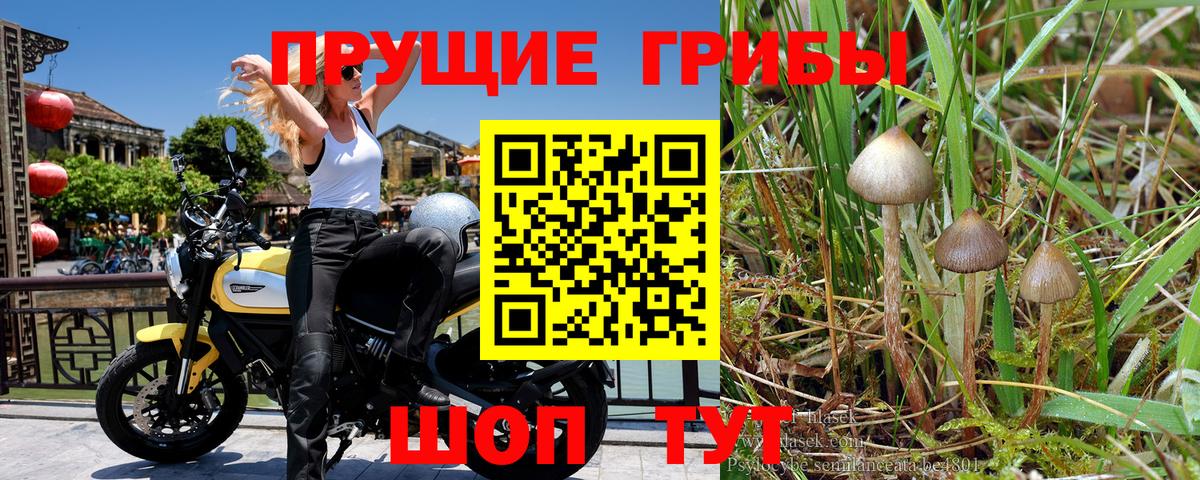 Псилоцибиновые грибы мухоморы  Псилоцибиновые грибы Psilocybine cubensis  Павлово  магазин  наркотиков  Вход с VPN 